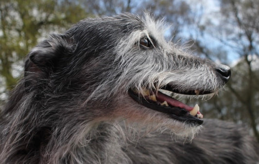 Two‑Day Needle‑Felted Dog Portrait Workshop