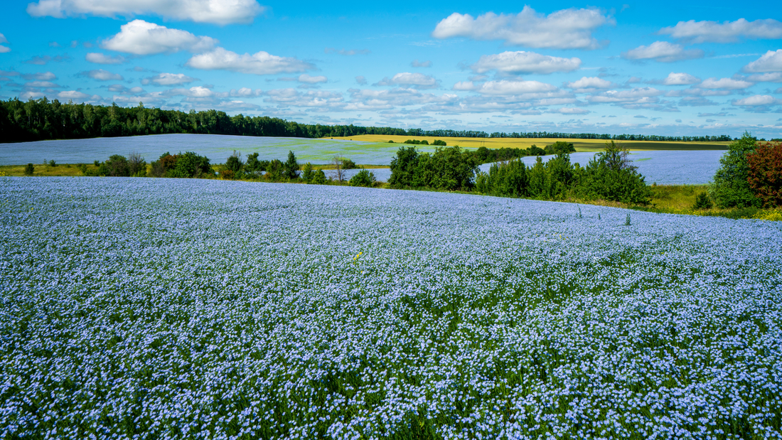 A field of flax in full bloom looking lilac under a blue sky.