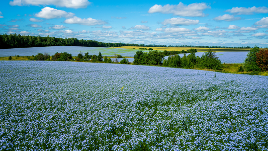 A field of flax in full bloom looking lilac under a blue sky.
