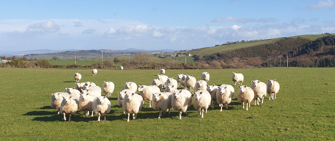 Getting to Know Your Fibres - Part 1. Animal Fibres