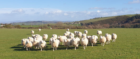 Getting to Know Your Fibres - Part 1. Animal Fibres