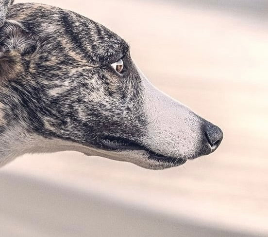 Two‑Day Needle‑Felted Dog Portrait Workshop