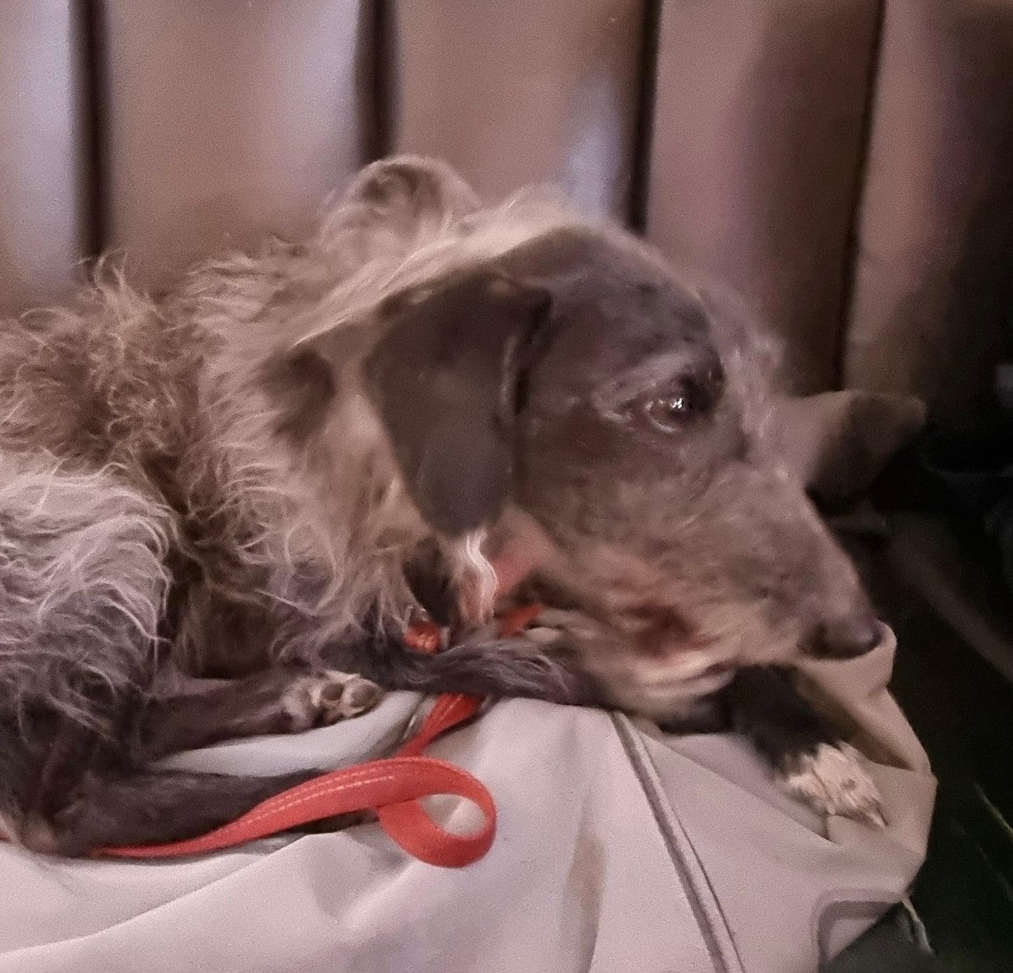 Two‑Day Needle‑Felted Dog Portrait Workshop