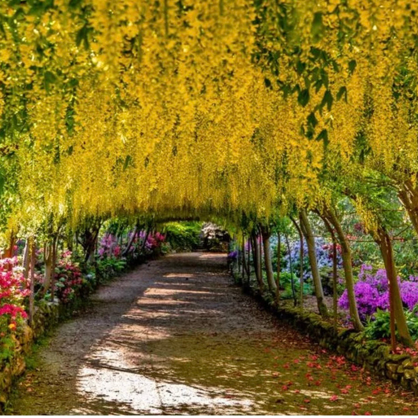 Floral tunnel with yellow and pink flowers in a garden